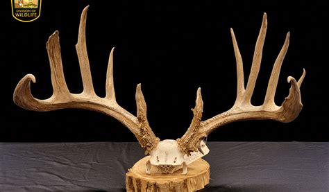 Man pleads guilty in poaching case .